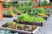 Step-by-Step Guide: Starting Your Very Own Salad Green Garden from Scratch
