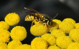 The Ultimate Guide to Creating a Pollinator-Friendly Yard