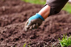 Factors to Consider When Selecting the Best Grass Seed for Your Yard